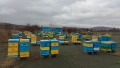Продавам пчелни семейства с кошери, снимка 2