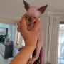Чистокръвно коте сфинкс, снимка 11