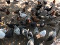 Катунски пилета и кокошки , снимка 17
