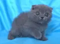 Шотландски клепоухи котенца, снимка 5