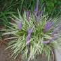 Лириопе Мускари, Liriope muscari 'Variegata', снимка 1