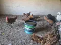 Излишни петлета Златен Зибрайт , снимка 1