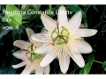  Пасифлора - Passiflora, снимка 2