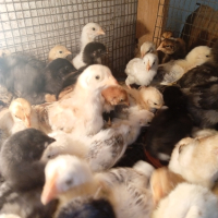 3,00лв - пиленца и разплодни яйца -0,90лв./бр.за люпене, снимка 12 - Кокошки и пуйки - 44184844