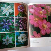 Енциклопедия Стайни растения и декоративно цъфтящи храсти на руски Цветы, снимка 5 - Енциклопедии, справочници - 39971976