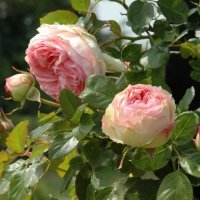 Роза 59, снимка 2 - Градински цветя и растения - 41902824