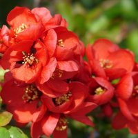Червена Японска Дюля, Сhaenomeles superba nicoline, снимка 2 - Градински цветя и растения - 39410331