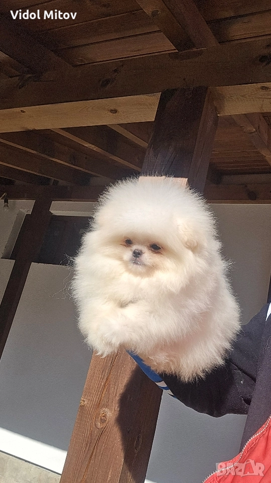 Мини Померан , снимка 1
