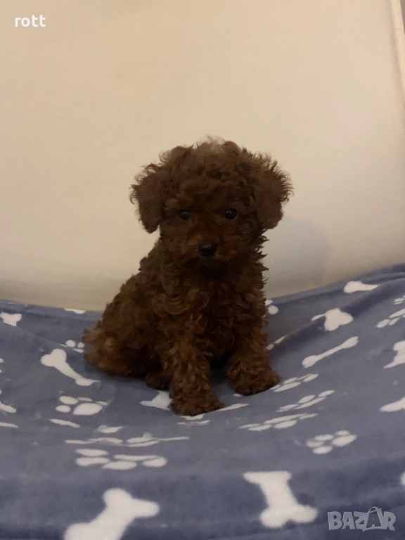 Той пудел, снимка 1