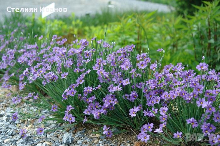 Син сисиринхиум, синеока трева (Sisyrinchium angustifolium 'Lucerne'), снимка 1