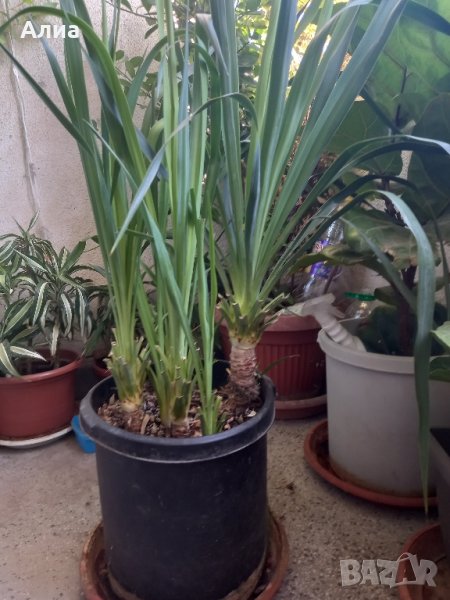 Външна юка, снимка 1