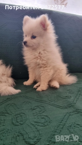 Предлагам женски померанчета, снимка 1