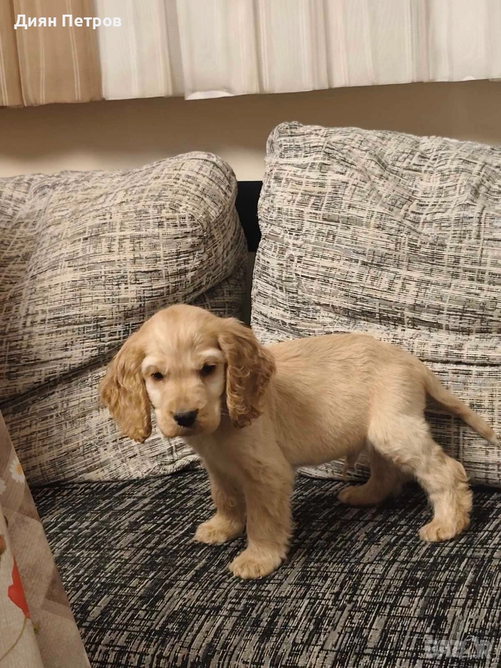 чистокръвен англииски кокер шпаньол, снимка 1