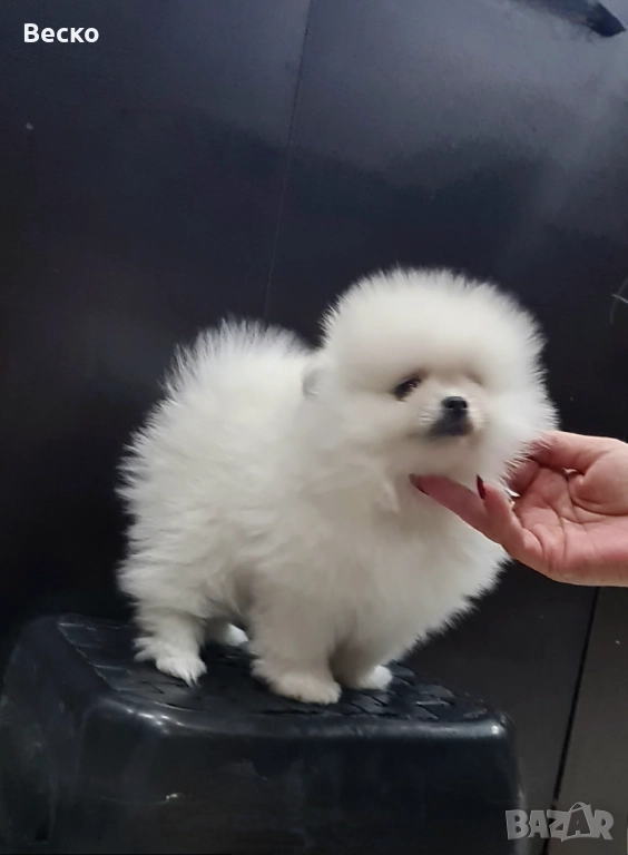 Померан мини мъжко , снимка 1