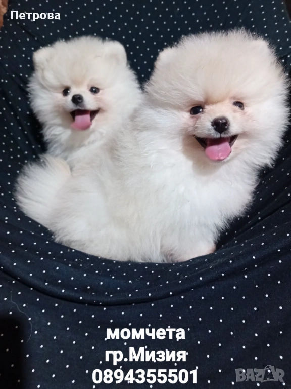 Продавам две мини померанчета момчета, снимка 1