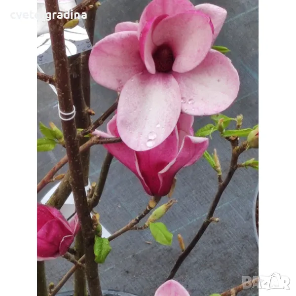 Magnolia starburst(Магнолия Избухнали звезди), снимка 1
