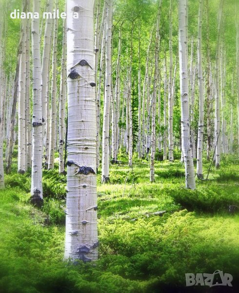 Бяла бреза (Betula pendula), снимка 1