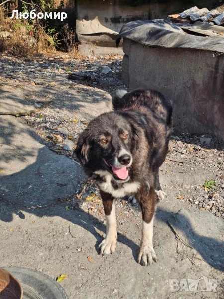 Каракачанки, снимка 1