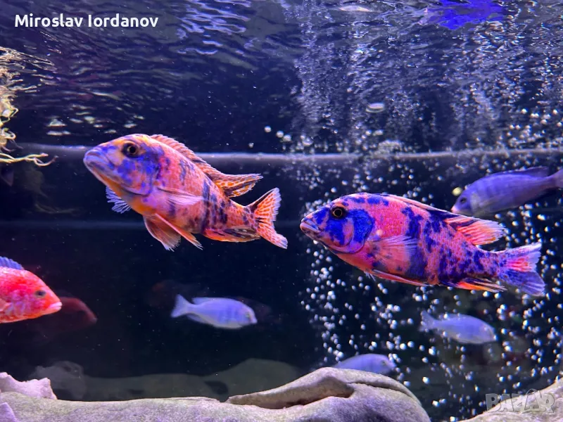 Африкански цихлиди, снимка 1