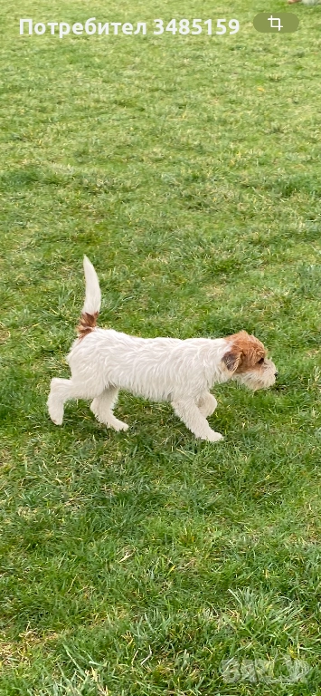 Парсън Ръсел Териер , снимка 1