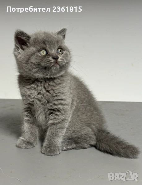 Чистокръвно мъжко синьо британче, снимка 1