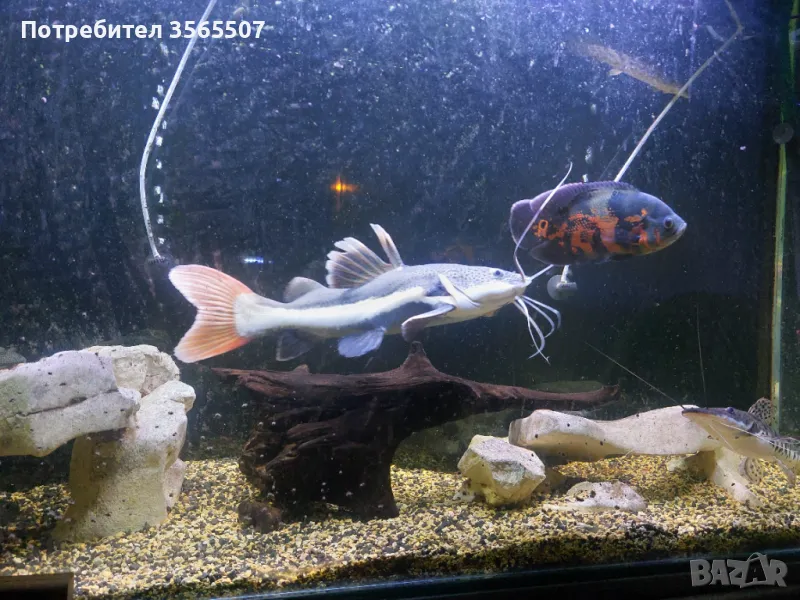 Червеноопашат сом, снимка 1