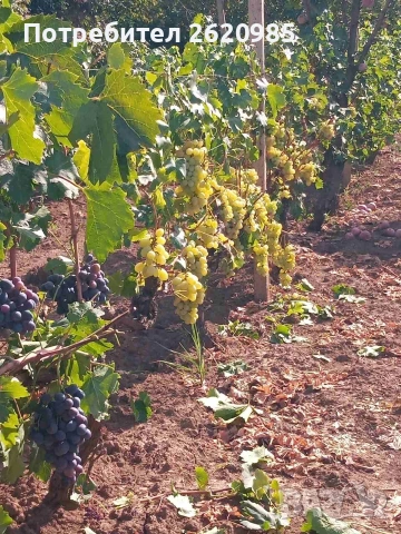 Лозов посадъчен материал , снимка 6 - Разсади - 53185674