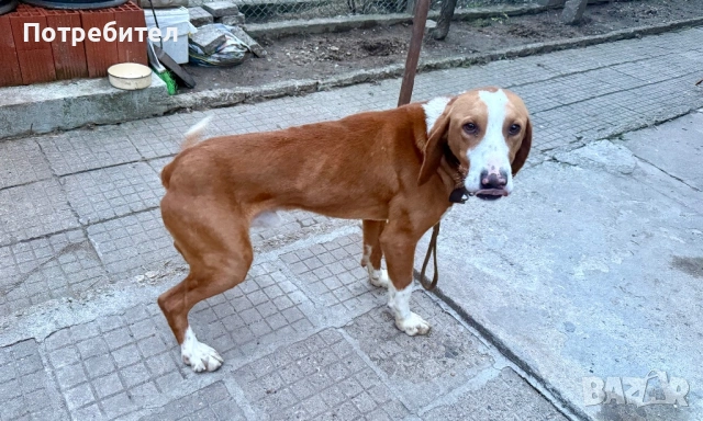 Посавско гонче, снимка 3 - Гонче - 53539495