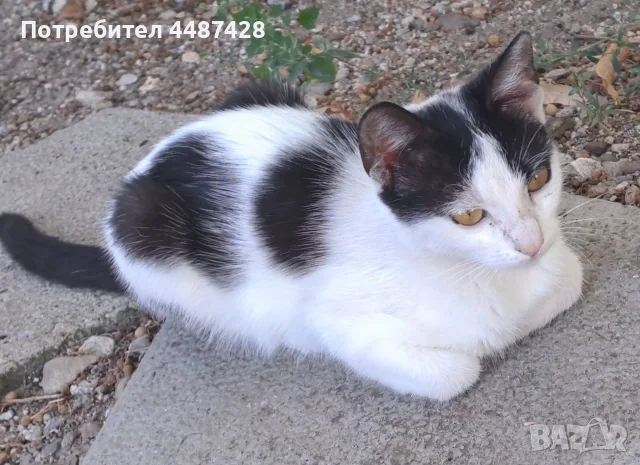 Подарявам котенца!, снимка 3 - Други - 50471963