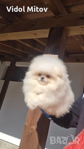 Мини Померан 