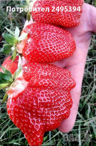 Prodavam korencheta celogodishni qgodi sort Monterei