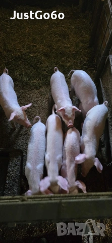 Продавам малки прасета, снимка 3 - Прасета - 53400770