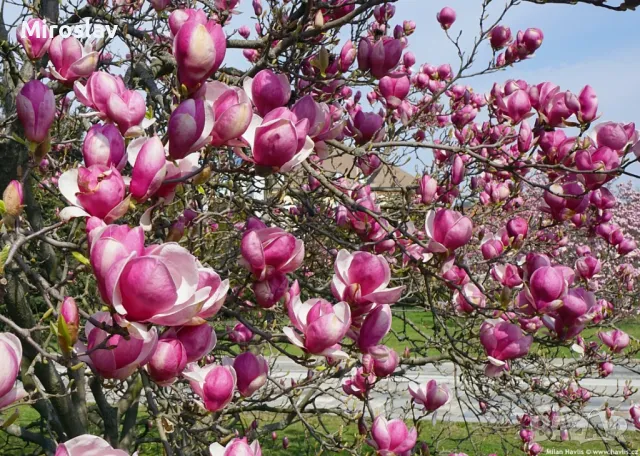 Магнолия Рустика Рубра, снимка 2 - Градински цветя и растения - 50375522