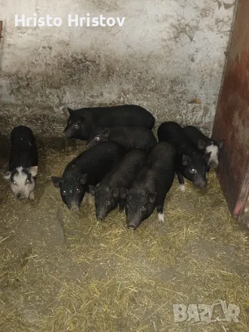 Виетнамски прасета , снимка 9 - Други животни - 48038500