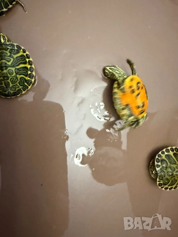 Продавам водни костенурки, снимка 6 - Костенурки - 52907533