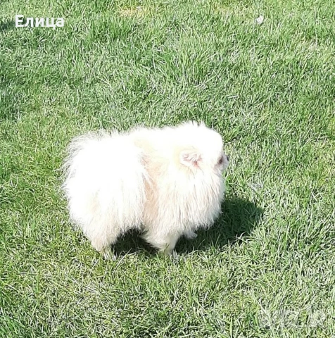 Померан за разплод, снимка 2 - Померан - 53010162