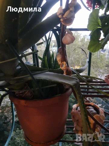 Цветарник,ковано желязо,олекотен,уникален,, снимка 16 - Декорация за дома - 51218359