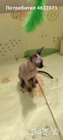 Канадски сфинкс момиче, снимка 3 - Сфинксове - 53757698