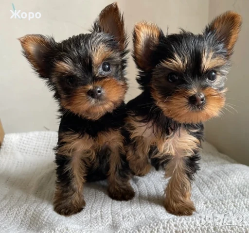 йоркширски териер мини 