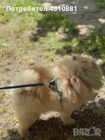 Мъжки Померан - Разплод , снимка 3 - Померан - 51921531