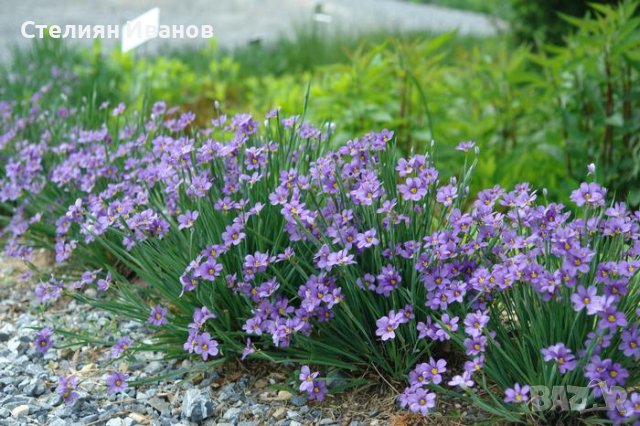Сисиринхиум, синеока трева (Sisyrinchium angustifolium), снимка 1 - Градински цветя и растения - 40472603