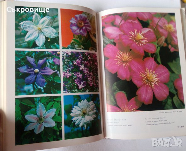 Енциклопедия Стайни растения и декоративно цъфтящи храсти на руски Цветы, снимка 5 - Енциклопедии, справочници - 39971976