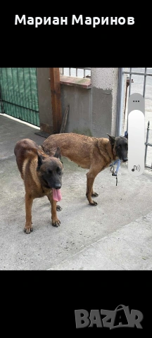 Белгийска овчарка- Малиноа, снимка 7 - Белгийска овчарка - 53195565