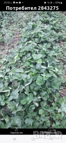 Продавам разсад ягоди , снимка 11 - Сортови семена и луковици - 47376632