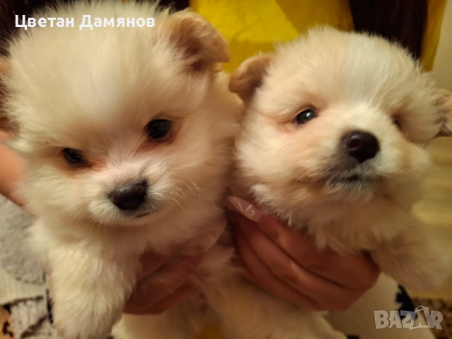 Померани, снимка 5 - Померан - 52903057