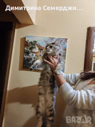 Мъжки мейн куун котенца , снимка 4 - Мейн кун - 52438961