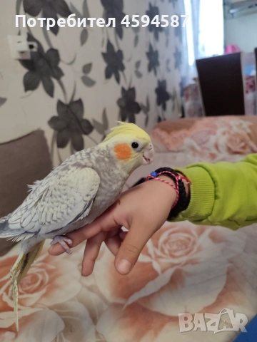 Корела и вълнист папагал социални , снимка 2 - Папагали - 53785461