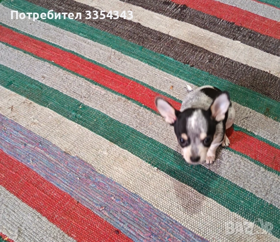 Чихуахуа с паспорт и вакини две, снимка 3 - Чихуахуа - 53114756