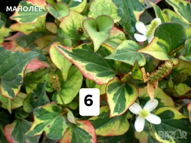 Цветя - 10 НЕЗАСАДЕНИ КОРЕНА В ЕДИН ПАКЕТ /видове по избор/ ЗА 20 ЛВ., снимка 7 - Градински цветя и растения - 51626278