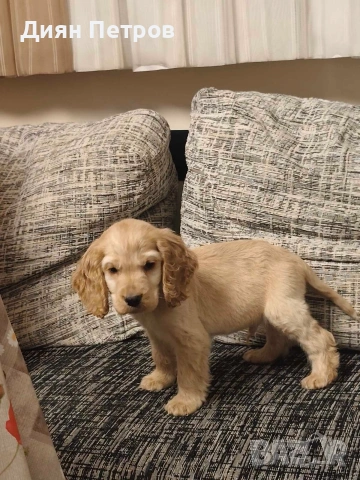 чистокръвен англииски кокер шпаньол